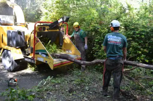 tree services Toulon